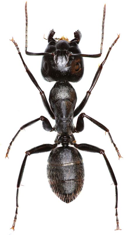 Black Ant Extermination
